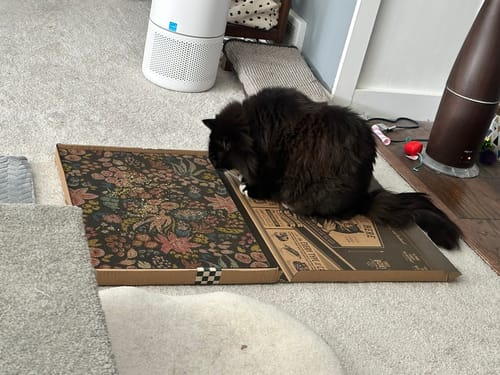 Customer photo review of Spotted Floral - Luxury Cat Scratching Board