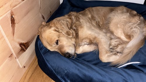 Customer photo review of Cover Divanetto Velluto Ottanio