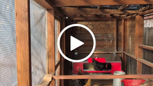 Customer video review of Large (48") - Reversible Rollout Nest Box (Up to 50 Hens)
