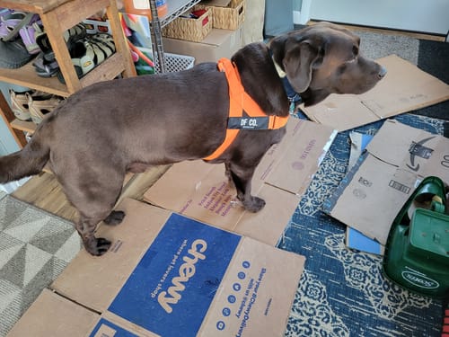 Customer photo review of Dog Harness