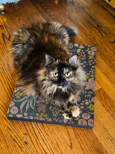 Customer photo review of Spotted Floral - Luxury Cat Scratching Board