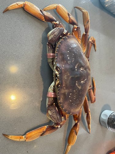 Customer photo review of Live Dungeness Crab