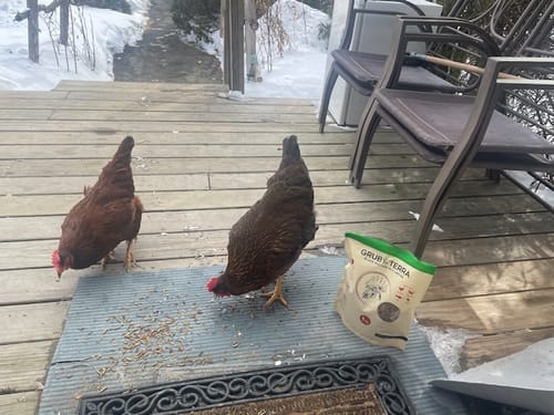 Customer photo review of GrubTerra Dried Larvae Sample