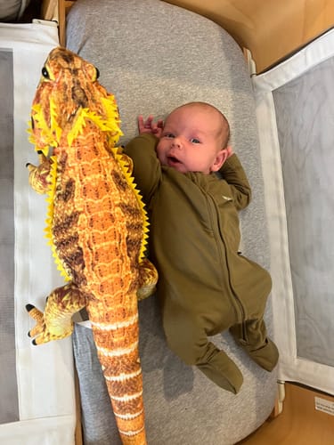 Customer photo review of Bearded Dragon Plushie