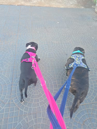 Denize Y. review of Comfort Premium Harness | Non Restrictive - Lightning image 1 out of 2