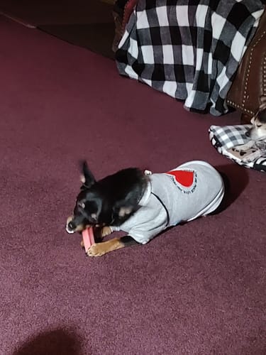 Customer photo review of Banana Yak Chews