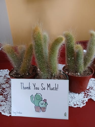 Customer photo review of Cleistocactus colademononis | Monkey Tail Cactus