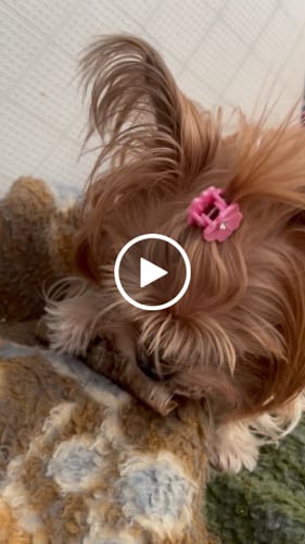 Customer video review of Crunchy Ostrich Trachea Whole. Light-weight, Natural Dog Chew Treat by Savannah Pet Food