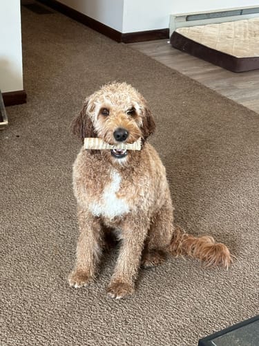Customer photo review of 6 Inch Beef Trachea