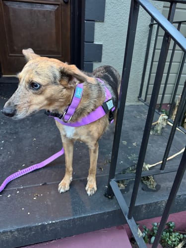 Customer photo review of Walk Essentials