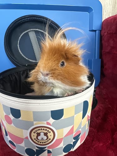 Customer photo review of Travel Tower – The Ultimate Guinea Pig Travel Carrier