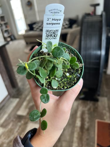 Customer photo review of Hoya serpens