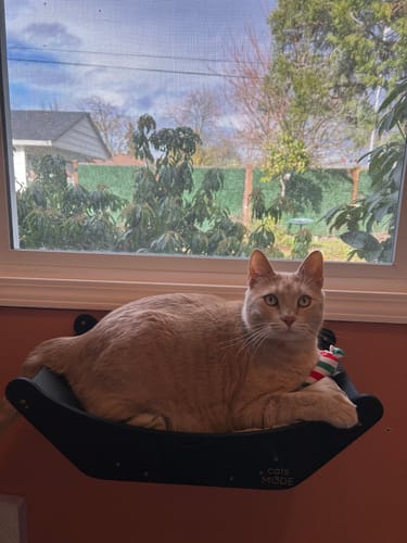 Customer photo review of Cat Curve Wall Bed Black