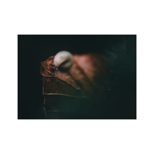 Customer photo review of Spring Value Bundle 80 Lightroom Presets