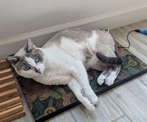Customer photo review of Flowerbed - Luxury Cat Scratching Board