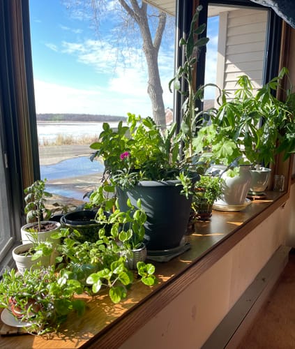 Customer photo review of Plant Food