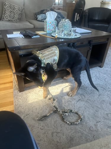 Customer photo review of Custom Hook & Loop Patch For Harness (1 Pair)