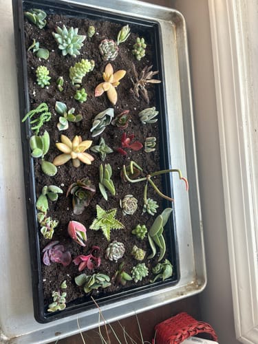 Customer photo review of Assorted Succulent Cuttings