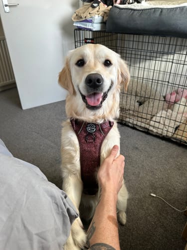 Customer photo review of Tough Trails™ Harness - Country Burgundy