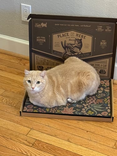 Customer photo review of Spotted Floral - Luxury Cat Scratching Board