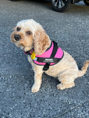 Customer photo review of No Pull Dog Harness Australia