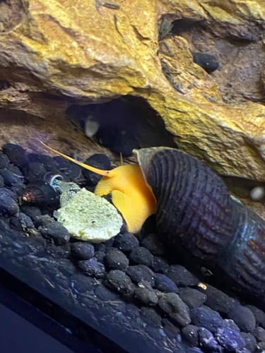 Customer photo review of Orange Rabbit Snail