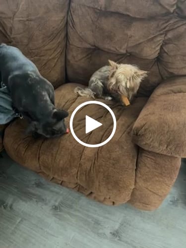 Customer video review of Mix Flavored Chews ( a Pack of 6 Sticks )