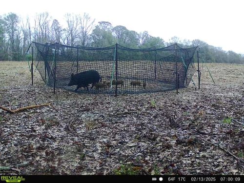Customer photo review of Pig Brig Trap System