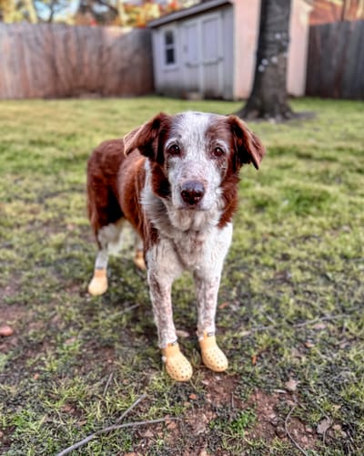 Customer photo review of WagWellies® Mojave