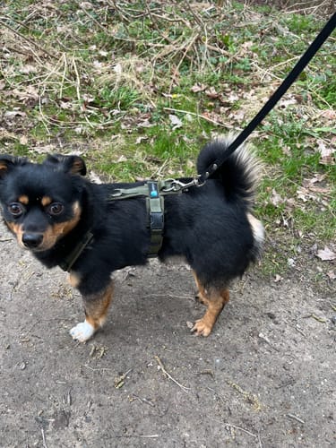 Customer photo review of Anny X FUN harness - Olive Green