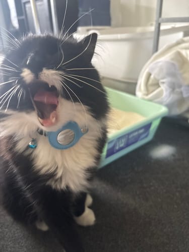 Customer photo review of 1 Month Supply – 1 Cat