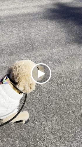 Customer video review of WagWellie® Single