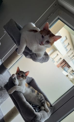 Avis photo d'un client sur Croquettes Chat Stérilisé Sans Céréales - Poulet