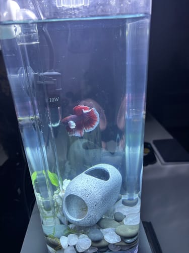 Customer photo review of Dumbo Lavender Halfmoon Male Betta Fish