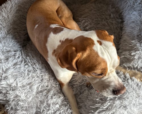 Customer photo review of Calming Donut Bed - Husky Grey