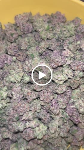 Customer video review of Ice Cream Cake - Indoor THCA (Smalls)