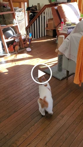 Customer video review of Interactive Bird Simulation Cat Toy Set | Leo's Paw