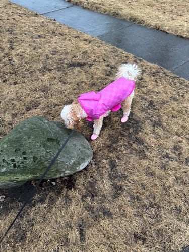 Customer photo review of WagWellies® by wagwear