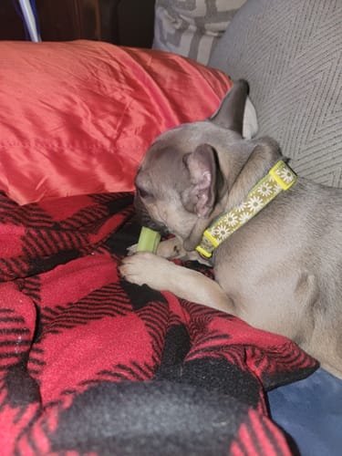 Customer photo review of Mix Flavored Chews ( a Pack of 6 Sticks )