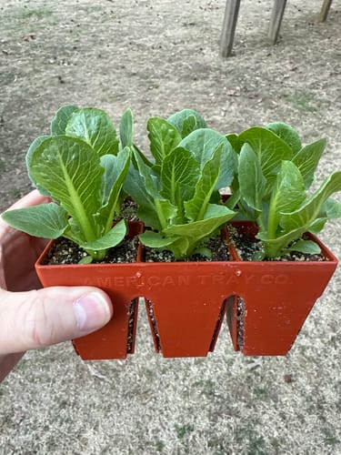 Customer photo review of Epic 4-Cell Seed Starting Trays