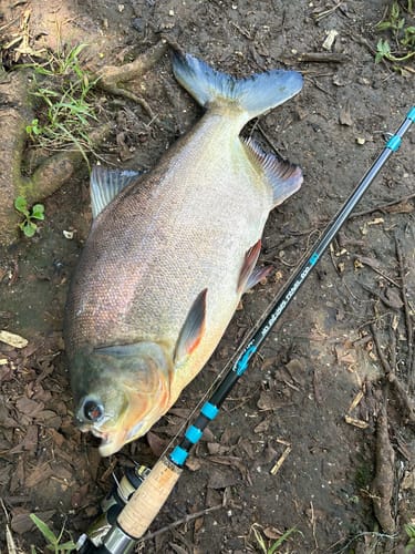 Customer photo review of 8Ft No Excuses Travel Rod with Tube Medium-Heavy Action 1/2oz to 2oz