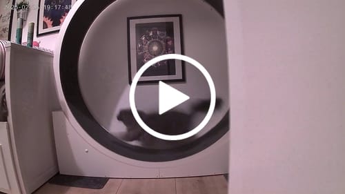 Lotte B. review of Elmato Katzenlaufrad Simba image 1 out of 1