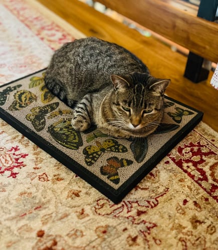 Customer photo review of Butterfly Chart - Luxury Cat Scratching Board