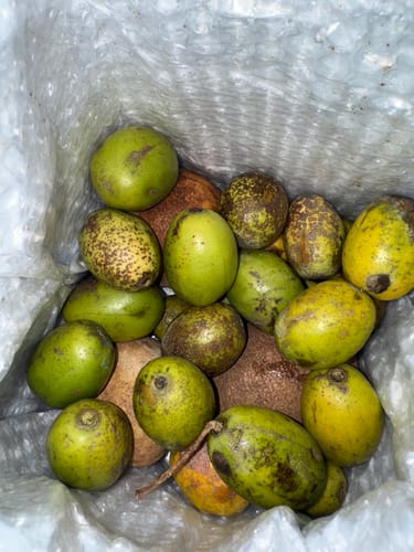 Customer photo review of June Plum