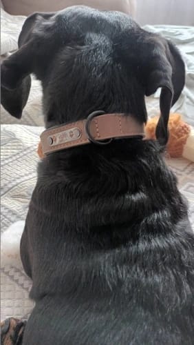 Customer photo review of Benutzer definierte Leder Hunde halsband Leine personal isierte Haustier Halsbänder und Leine Set haltbare Leder halsband Blei für kleine mittelgroße Hunde