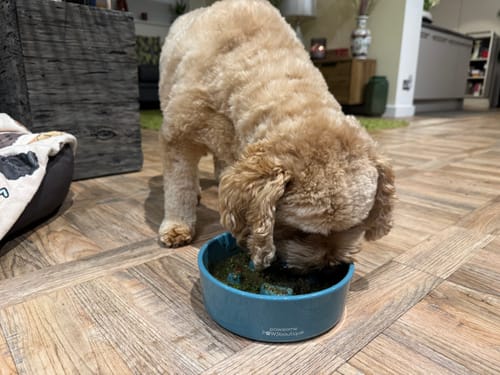 Sue review of Ceramic Slow Feeder Bowl - Teal image 1 out of 1