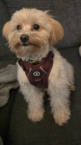 Customer photo review of Trail & Glow® Dog Harness - Mulberry Tweed