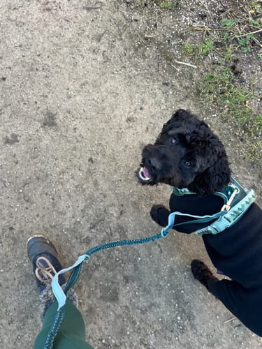 Customer photo review of Handsfree Lead - Walkies Ready® Forest Green