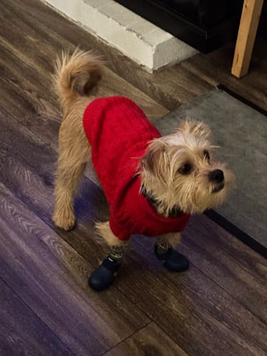 Customer photo review of WagWellies® by wagwear