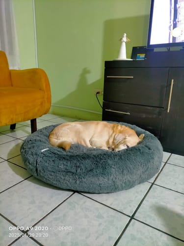Customer photo review of Cama Antiestrés para Perros